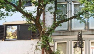 Visi poveća grana sa drveta, pašće na nekoga ili na nešto! (Đure Đakovića)