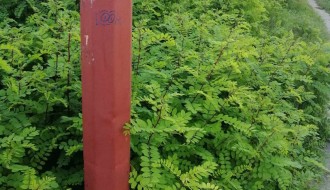 Rastinje oko zgrade (Uralska)