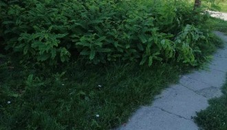 Rastinje oko zgrade (Uralska)