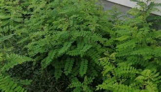 Rastinje oko zgrade (Uralska)