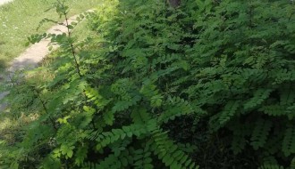 Rastinje oko zgrade (Uralska)