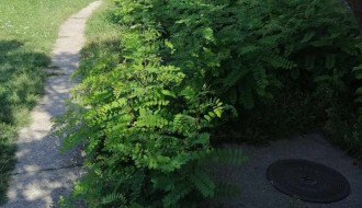 Rastinje oko zgrade (Uralska)