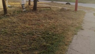 Rastinje oko zgrade (Uralska)