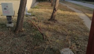 Rastinje oko zgrade (Uralska)