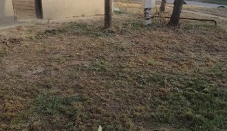 Rastinje oko zgrade (Uralska)