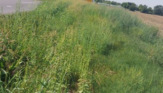 Korov pored puta (Subotica - Bajmok)