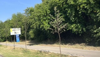 Posađena drva na Palićkom putu... a ko ih održava?