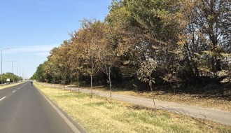 Posađena drva na Palićkom putu... a ko ih održava?