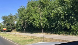 Posađena drva na Palićkom putu... a ko ih održava?