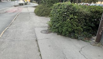 Narasla žbunja kod Nove opštine (OTP banke)