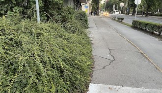 Narasla žbunja kod Nove opštine (OTP banke)