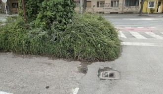 Narasla žbunja kod Nove opštine (OTP banke)