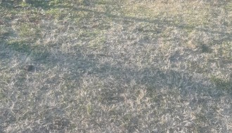 Psi lutalice u čoporu na Bikovu