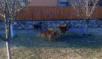 Psi lutalice u čoporu na Bikovu