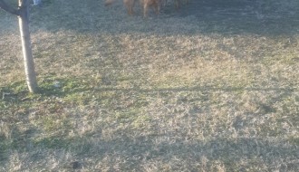 Psi lutalice u čoporu na Bikovu