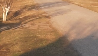 Psi lutalice u čoporu na Bikovu