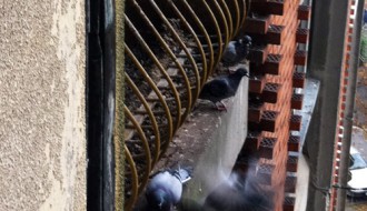 Terasa u centru grada puna golubova i izmeta