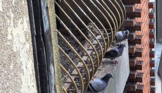 Terasa u centru grada puna golubova i izmeta