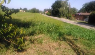 Ambrozija ispred škole u Tavankutu