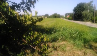 Ambrozija ispred škole u Tavankutu