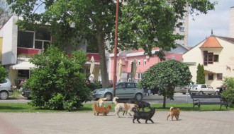 Psi lutalice na Radijalcu