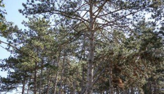 Kelebijska šuma pod zaštitom države