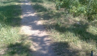 "Košenje" korova u Subotica