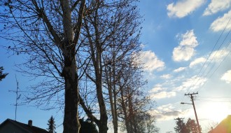 Problem sa platanima u Igmanskoj ulici