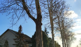 Problem sa platanima u Igmanskoj ulici