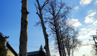 Problem sa platanima u Igmanskoj ulici