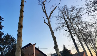 Problem sa platanima u Igmanskoj ulici