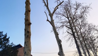 Problem sa platanima u Igmanskoj ulici