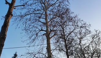 Problem sa platanima u Igmanskoj ulici