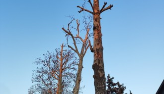 Problem sa platanima u Igmanskoj ulici