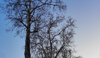 Problem sa platanima u Igmanskoj ulici