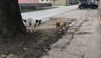 Staford i pit bul na ulici Bajskog puta