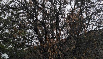 Električne žice u krošnji drveća u ulici Prvog ustanka 48