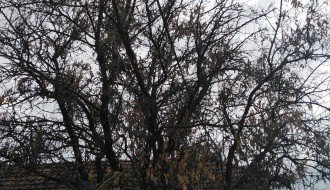 Električne žice u krošnji drveća u ulici Prvog ustanka 48