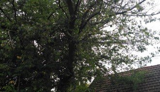 Električne žice u krošnji drveća u ulici Prvog ustanka 48