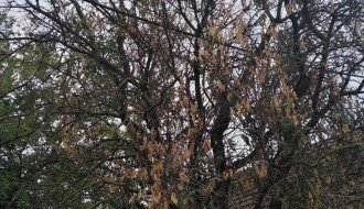 Električne žice u krošnji drveća u ulici Prvog ustanka 48