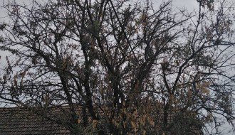 Električne žice u krošnji drveća u ulici Prvog ustanka 48