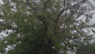 Električne žice u krošnji drveća u ulici Prvog ustanka 48