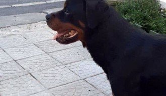 Agresivan rotvajler na slobodi u Pionirskoj ulici