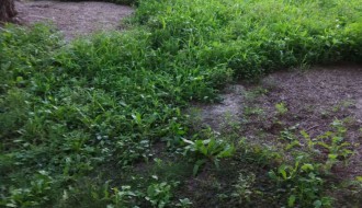 Sarićev spomenik i zelena površina