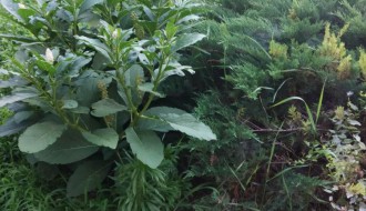 Sarićev spomenik i zelena površina