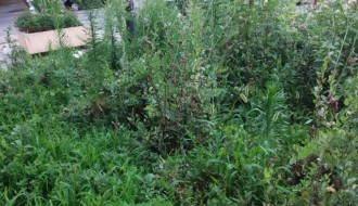 Sarićev spomenik i zelena površina