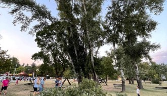 Loše stanje drveta na igralištu pored Palićkog jezera