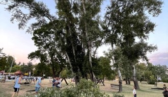 Loše stanje drveta na igralištu pored Palićkog jezera