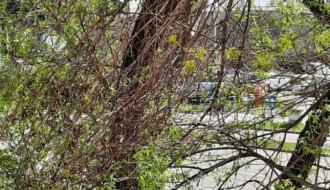 Orezivanje  grana i uklanjanje polomljenih opasnih po prolaznike - Segedinski put