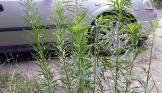 Nepokošena trava u MZ Peščara